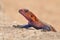 Close-up of a red and blue agama lizard