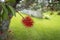 Close-up red bottlebrush flower (Callistemon), with blurred green grass background. Auckland