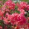 Close up of red Bougainvillea