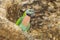 Close up of Red-breasted parakeet