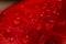 Close up of red bright poppy flower with water drops