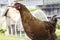 Close up of Red / Brown Chicken Standing in front of Blurred Chicken Coop