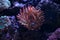 Close up of red bubble tip anemone