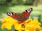 Close-up of a red butterfly