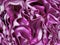 Close up of red cabbage