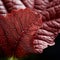 Close Up Of Red Cabbage Leaf: Photorealistic Backlit Nature Image