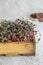 Close-up of red cabbage microgreens in the wooden box. Sprouting Microgreens. Seed Germination at home. Vegan and healthy eating.