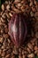 Close-up of red cacao pod