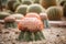 Close up red cactus on sand soil in green house