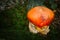 Close up of red caesar mushroom in the autumn forest