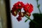 Close up of red calanchoe blooms