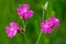 Close up of red campion flowers agaist a green background