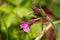 Close up of Red Campion hedgerow flower and hairy stem