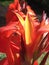 Close up of red Canna flower