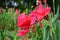 Close up red canna flower in garden.