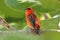 Close up of a red cardinal, Seychelles