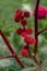 Close up of red castor oil plant flowers