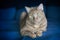 Close-up of a red cat sitting on the edge of a blue sofa.