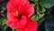 Close-up of red cayenne flower