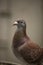 Close up red check color  homing pigeon in home loft