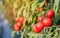 Close up red cherry tomato growing in field plant agriculture farm