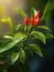 Close-up of red chili peppers growing on branch of tree. There are three red chilies, with one in center and two to its