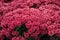 Close up of red chrysanthemums