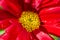 Close-up of red chrysanthemums flowering plants