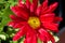 Close-up of red chrysanthemums flowering plants