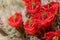 Close Up of Red Claret Cup Cactus Flowers