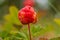 Close up of a red cloudberry still growing on the plant