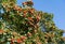 Close-up of red clusters berry of Lavalle Hawthorn Tree Crataegus x lavallei Carrierei Thorn or May-Tree in city park Krasnodar.