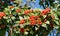 Close-up of red clusters berry of Lavalle Hawthorn Tree Crataegus x lavallei Carrierei Thorn or May-Tree in city park Krasnodar.