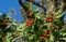 Close-up of red clusters berry of Lavalle Hawthorn Tree Crataegus x lavallei Carrierei Thorn or May-Tree in city park Krasnodar.