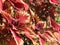 Close-up of red coleus foliage