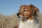 Close up of red collie type farm sheep dog standin