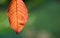 Close-up of a red colored leaf in autumn, hanging from above against a green background, in the picture
