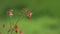 Close up of red columbine flowers