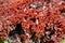 Close up of red coral fossil texture background