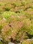 Close up of red coral leaf lettuce vegetables plantation