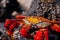 Close up red crab portrait, Galapagos Islands, Ecuador