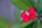Close up red Crown-of-thorns flower.Christ plant, or Christ thorn.Euphorbia Milii Desmoul