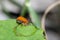 Close up red cucurbit leaf beetle Aulacophora indica Gmelin or red pumpkin beetle eating leaf.