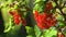 Close up of red currant berries hanging on a branch outside on a sunny day