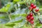 Close up of red currant fruits