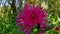 Close up of red dahlia flowers in the park.