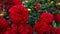 Close up of red dahlia flowers in the park.