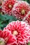 Close-up on red Dahlias with yellow-white edges Outdoors garden