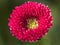 Close-up of a red daisy, photographed from above Bellis perennis, the beautiful bright red meadow daisy on green