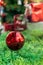 Close up of red dauble on green grass with blurred christmas tree